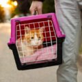 Closeup shot, man carrying cat in transporter on the street , going to vet's office