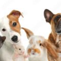 Group of cute pets on white background. Banner design