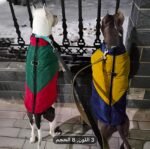 Manteau matelassé chaud pour chat et chien 🐾 – Image 4