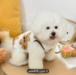 Pull chaud et confortable pour chat et chien 🐾 – Image 4