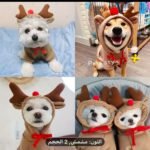 🧥 Sweat à capuche chaud pour chien & chat – Design original – Image 7