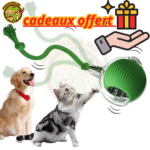 🟠 Robot Interactive Automatique pour Chat & Chien